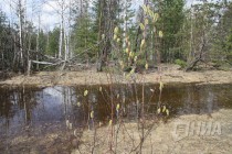 На территории Керженского заповедника