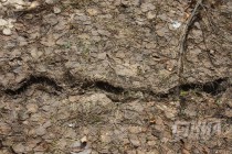 На территории Керженского заповедника