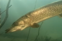 Тринадцать уголовных дел заведено за пять дней с начала нерестового периода в Нижегородской области