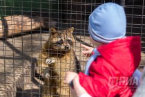 Енот-полоскун