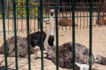 Африканский страус