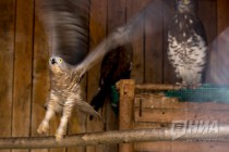 Ястреб-тетеревятник