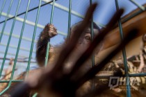 Бурый капуцин