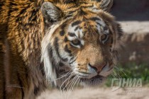 Амурский тигр