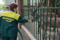 Первый нижегородский северный оленёнок родился в мае 2016 года