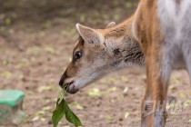 Сейчас проект по восстановлению популяции лесных оленей, занесенных в Красную книгу, реализуется на базе Керженского заповедника