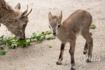 Трое детенышей родилось в семействе голубых баранов в нижегородском зоопарке Лимпопо в июне 2016 года