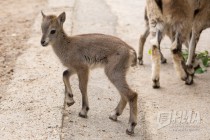 Трое детенышей родилось в семействе голубых баранов в нижегородском зоопарке Лимпопо в июне 2016 года