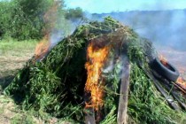 Нижегородские полицейские уничтожили более 11 тысяч кустов конопли в Володарском районе