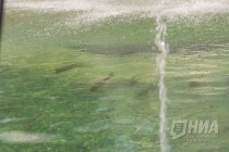 День рыбака отметили в Автозаводском парке Нижнего Новгорода