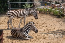 Две зебры Чапмана стали новыми обитателями нижегородского зоопарка Лимпопо