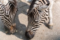 Две зебры Чапмана стали новыми обитателями нижегородского зоопарка Лимпопо