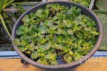 Растения из оранжерей НИИ Ботанический сад ННГУ им. Н.И.Лобачевского