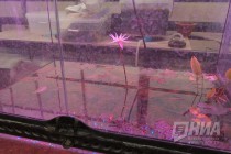 Растения из оранжерей НИИ Ботанический сад ННГУ им. Н.И.Лобачевского