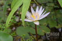 Растения из оранжерей НИИ Ботанический сад ННГУ им. Н.И.Лобачевского