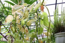 Растения из оранжерей НИИ Ботанический сад ННГУ им. Н.И.Лобачевского