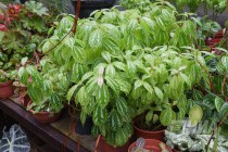 Растения из оранжерей НИИ Ботанический сад ННГУ им. Н.И.Лобачевского