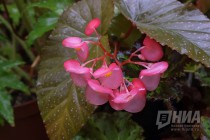 Растения из оранжерей НИИ Ботанический сад ННГУ им. Н.И.Лобачевского