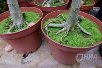 Растения из оранжерей НИИ Ботанический сад ННГУ им. Н.И.Лобачевского