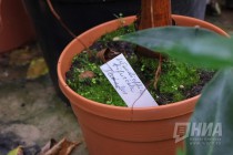 Растения из оранжерей НИИ Ботанический сад ННГУ им. Н.И.Лобачевского