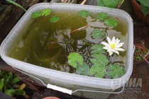 Растения из оранжерей НИИ Ботанический сад ННГУ им. Н.И.Лобачевского