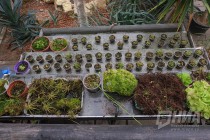 Растения из оранжерей НИИ Ботанический сад ННГУ им. Н.И.Лобачевского