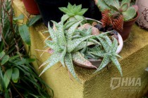 Растения из оранжерей НИИ Ботанический сад ННГУ им. Н.И.Лобачевского