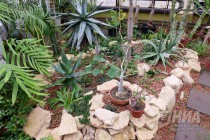 Растения из оранжерей НИИ Ботанический сад ННГУ им. Н.И.Лобачевского