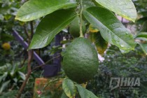 Растения из оранжерей НИИ Ботанический сад ННГУ им. Н.И.Лобачевского