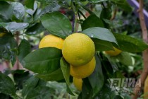 Растения из оранжерей НИИ Ботанический сад ННГУ им. Н.И.Лобачевского