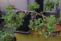 Растения из оранжерей НИИ Ботанический сад ННГУ им. Н.И.Лобачевского