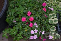 Растения из оранжерей НИИ Ботанический сад ННГУ им. Н.И.Лобачевского