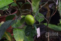 Растения из оранжерей НИИ Ботанический сад ННГУ им. Н.И.Лобачевского