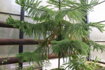 Растения из оранжерей НИИ Ботанический сад ННГУ им. Н.И.Лобачевского