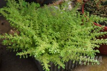 Растения из оранжерей НИИ Ботанический сад ННГУ им. Н.И.Лобачевского