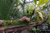 Растения из оранжерей НИИ Ботанический сад ННГУ им. Н.И.Лобачевского