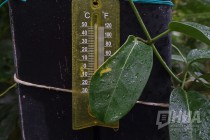 Растения из оранжерей НИИ Ботанический сад ННГУ им. Н.И.Лобачевского