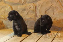 Родившихся 19 сентября котят ягуара показали журналистам в нижегородском зоопарке Лимпопо