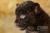 Родившихся 19 сентября котят ягуара показали журналистам в нижегородском зоопарке Лимпопо