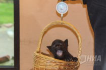 Родившихся 19 сентября котят ягуара показали журналистам в нижегородском зоопарке Лимпопо