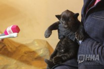 Родившихся 19 сентября котят ягуара показали журналистам в нижегородском зоопарке Лимпопо