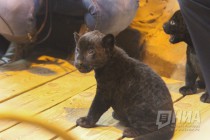 Родившихся 19 сентября котят ягуара показали журналистам в нижегородском зоопарке Лимпопо