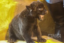 Родившихся 19 сентября котят ягуара показали журналистам в нижегородском зоопарке Лимпопо