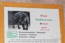 Родившихся 19 сентября котят ягуара показали журналистам в нижегородском зоопарке Лимпопо