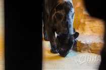 Родившихся 19 сентября котят ягуара показали журналистам в нижегородском зоопарке Лимпопо