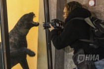 Родившихся 19 сентября котят ягуара показали журналистам в нижегородском зоопарке Лимпопо