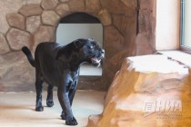 Родившихся 19 сентября котят ягуара показали журналистам в нижегородском зоопарке Лимпопо