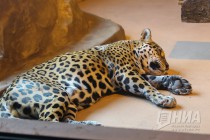 Родившихся 19 сентября котят ягуара показали журналистам в нижегородском зоопарке Лимпопо