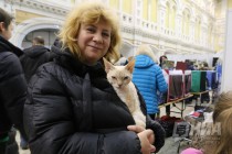 Выставка кошек прошла на Нижегородской ярмарке 4 ноября