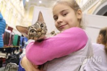Выставка кошек прошла на Нижегородской ярмарке 4 ноября